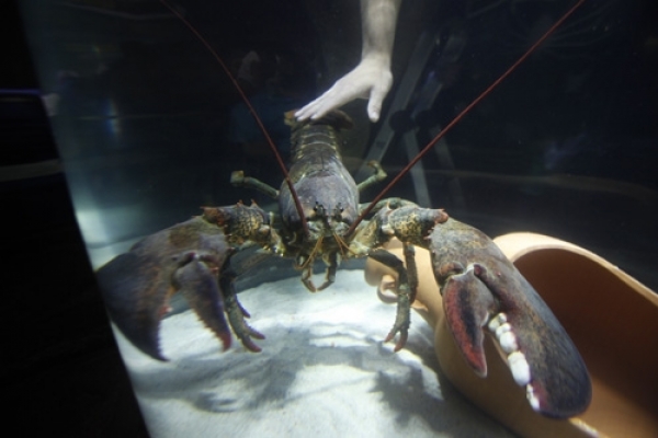 &#039;Pinzas&#039; the giant lobster is now part of Sea-Life&#039;s new crustacean exhibit