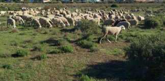 Restoring trails to help save the Mar Menor