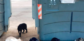 Paterna calls for owners to sterilise their cats