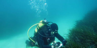 Seagrass prairies ‘in good health’