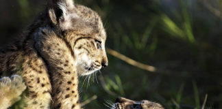 Lifeline for the lynx