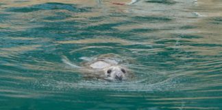 Vets hunt hurt grey seal