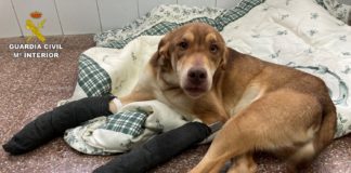 Puppy with broken legs dumped in car park