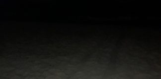 Turtle tries – and may try again