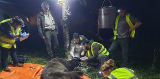 Bid to find out more about bears