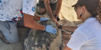 Turtle nests at Guardamar beach
