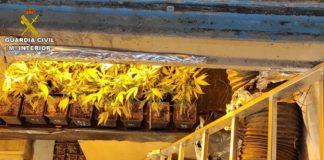 Feathering the nest