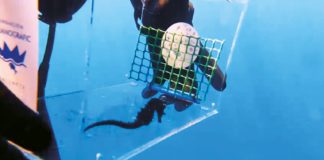 Freeing a small horse