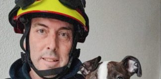 Home alone dogs rescued