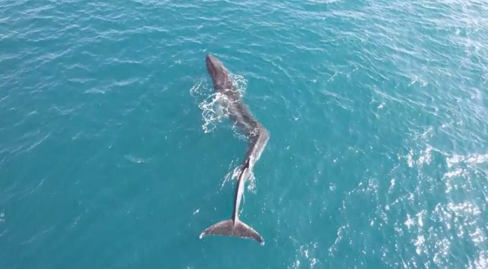 Scoliosis diagnosis for fin whale