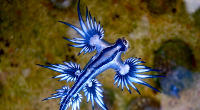 Sightings of sea dragons confirmed