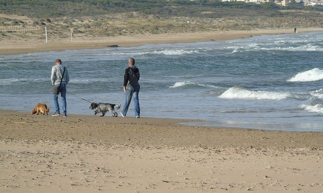 Dog owners fined on the coast