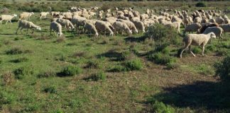 Grazing solution