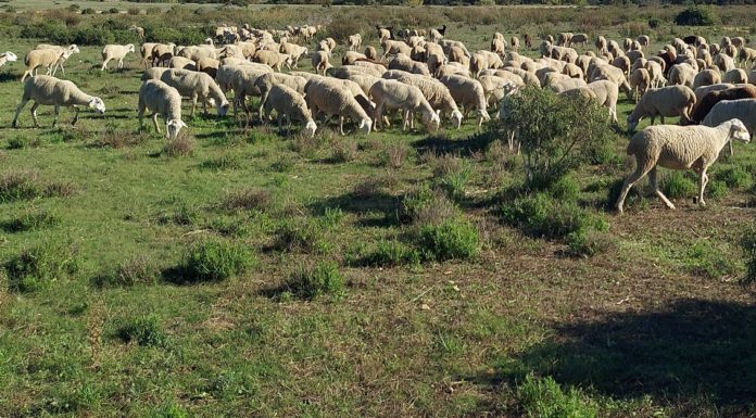 Grazing solution