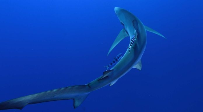 Bid to protect endangered sharks and rays