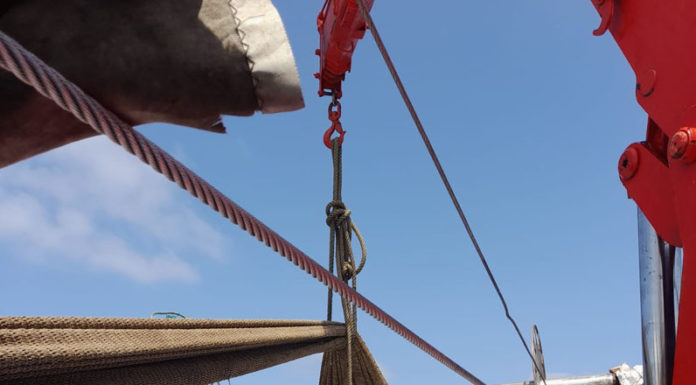 Giant shark freed by fishermen