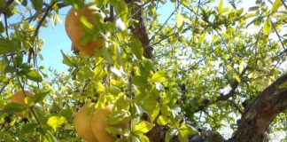 Organic farmers launch website