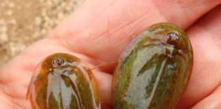 Aid for an ancient shrimp