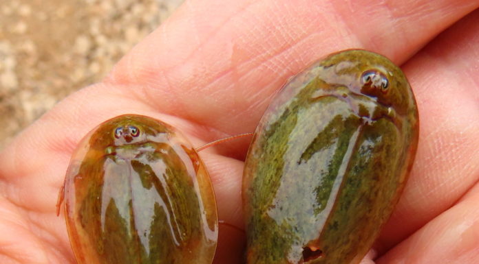 Aid for an ancient shrimp