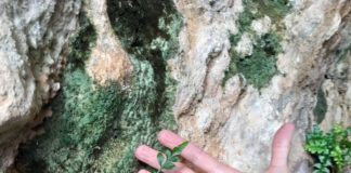 Endangered coastal plant gets a lease of life in Alicante province