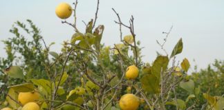 Lemon industry accused of ‘squeezing’ farmers
