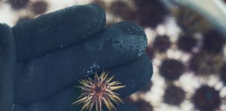 Upping the urchins