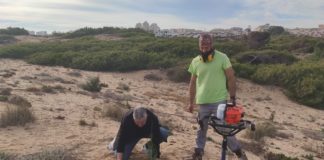 Replanting woodlands for the dunes