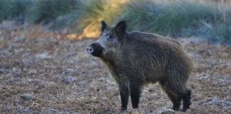 Plan to reduce wild boar population causes controversy