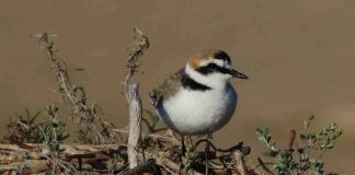 Plover population plummets