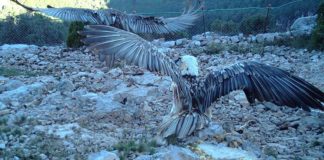 Bearded vultures are back