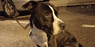 Dog ‘rescued’ from home