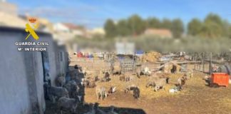 Dead sheep traced to illegal farm