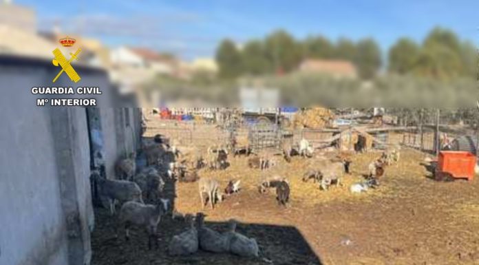 Dead sheep traced to illegal farm