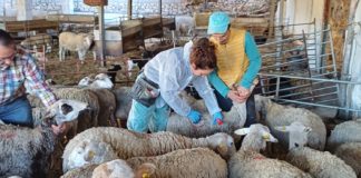 Livestock vaccination launched to tackle bluetongue disease