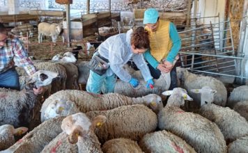 Livestock vaccination launched to tackle bluetongue disease