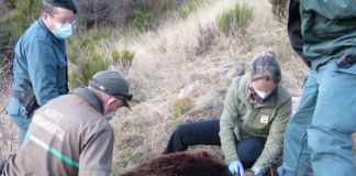 Jail sentence for killing brown bear
