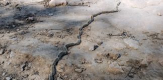 Processionaries on the paths