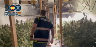 Remote control marijuana plantation raided