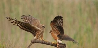 Helping harriers in Torrevieja