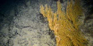 ‘Exploring the deep’ off Alicante’s coast
