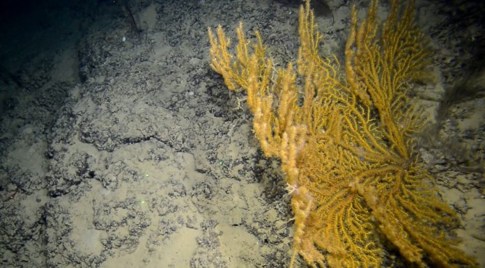 ‘Exploring the deep’ off Alicante’s coast