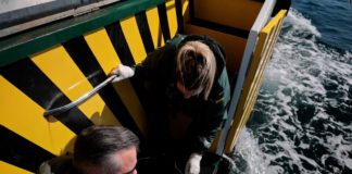 Poached sea cucumbers set free