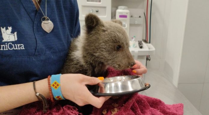 Bear cub rescued