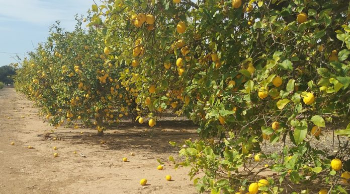‘More help’ needed to keep farmers in business