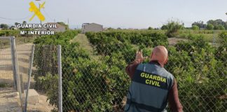 Lemon looters leave fruit haul behind