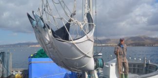 Giant devil rays freed from nets