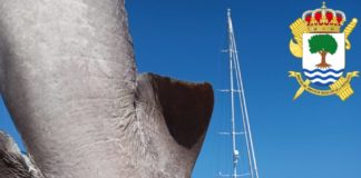 Deep-sea shark discovered off Altea
