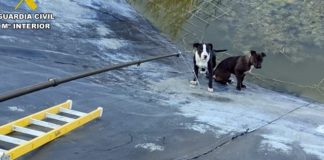 Dogs rescued from a watery grave