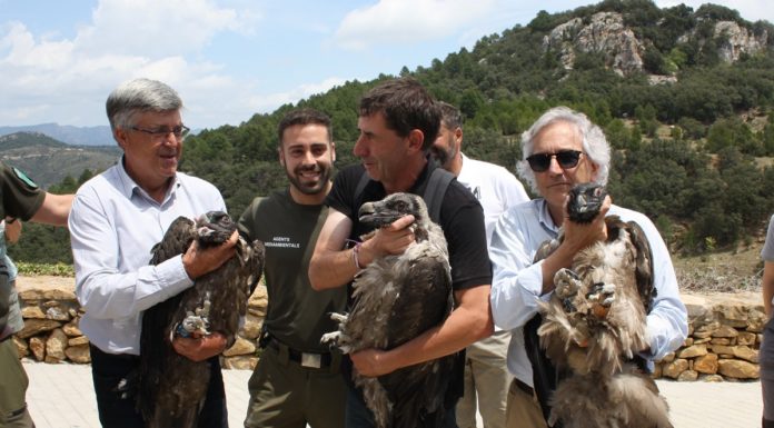 Bringing back the bearded vulture
