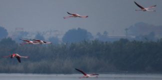 Bird haven enlarged